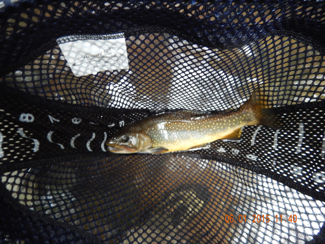 DSCN0394.jpg -                                Here is Garys fish.