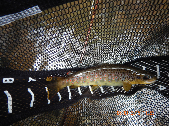 DSCN0396.jpg -                                Here's one I got.  Pretty red spots outlined in blue.   Not big but in this game, size does not matter.