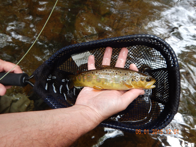 DSCN0398.jpg -                                Looks like one from the earlier stocking.  The fish is beginning to get its natural colors.