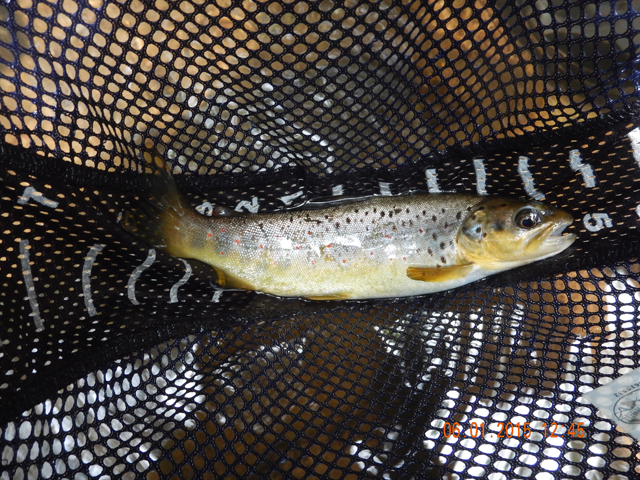 DSCN0404.jpg -                                Then I got one.  All stocked fish and mostly all browns.
