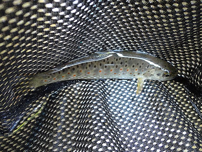 DSC00130001.jpg - Pretty trout!