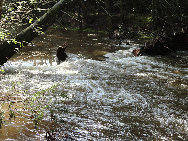 DSC00138001.jpg - Rippin
