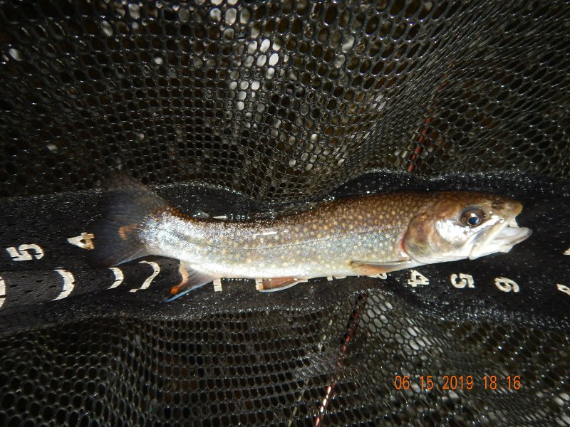 $Clarks3002$.jpg - I did manage to land this one trout.  Not as pretty as a wild trout but who's complaining....it was a trout.