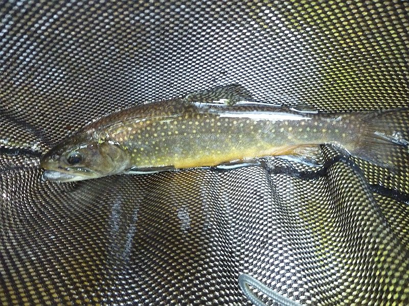 P1000075.JPG