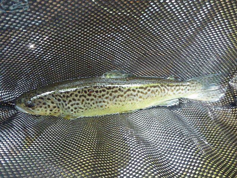 P1000076.JPG