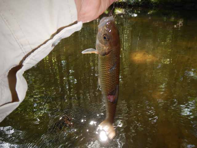 DSCN0118.jpg -                                First fish, a trout imposter.  At least he looked llike he was a snack for a real fish!