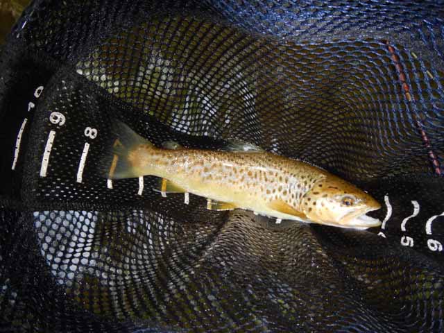 DSCN0119.jpg -                                Then the real trout started hitting.