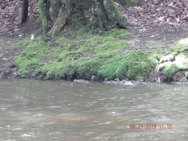 $Clarks4005$.jpg - They just hugged the bank and swam up and down the stream.