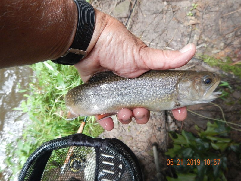 $Clarks4007$.jpg - I did go under and caught this stocked brookie. Missing pectoral fin kinda gives it away...as does the muted colors.