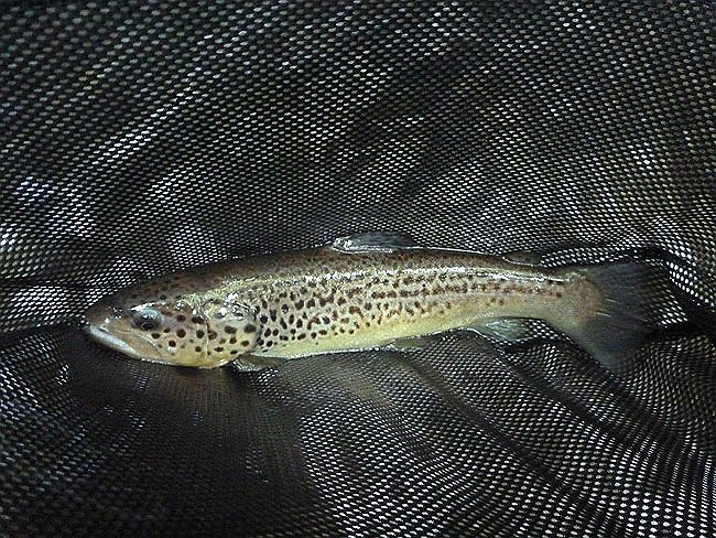 Brown1.JPG