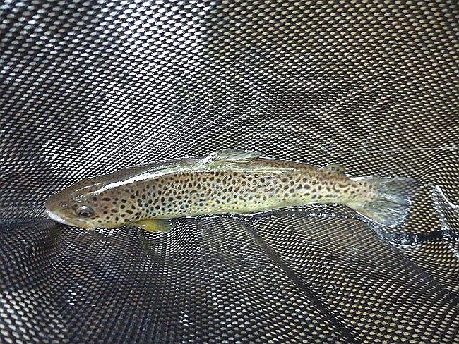 Brown3.JPG
