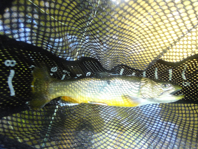DSC01689.jpg -                                Brookie