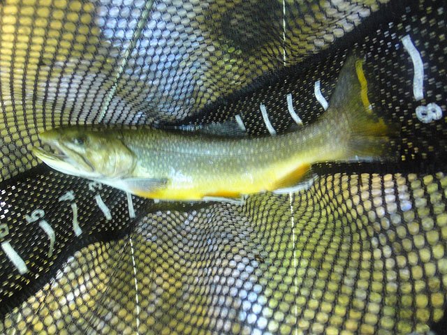 DSC01690.jpg -                                Brookie