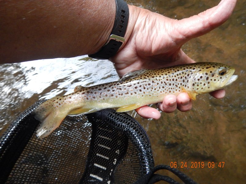 DSCN4371.JPG - Same fish, different pic just to show the length of the fish.  Plenty of bugs in this stream but it sure looks like this fish isn't eating like it should...kinda thin.