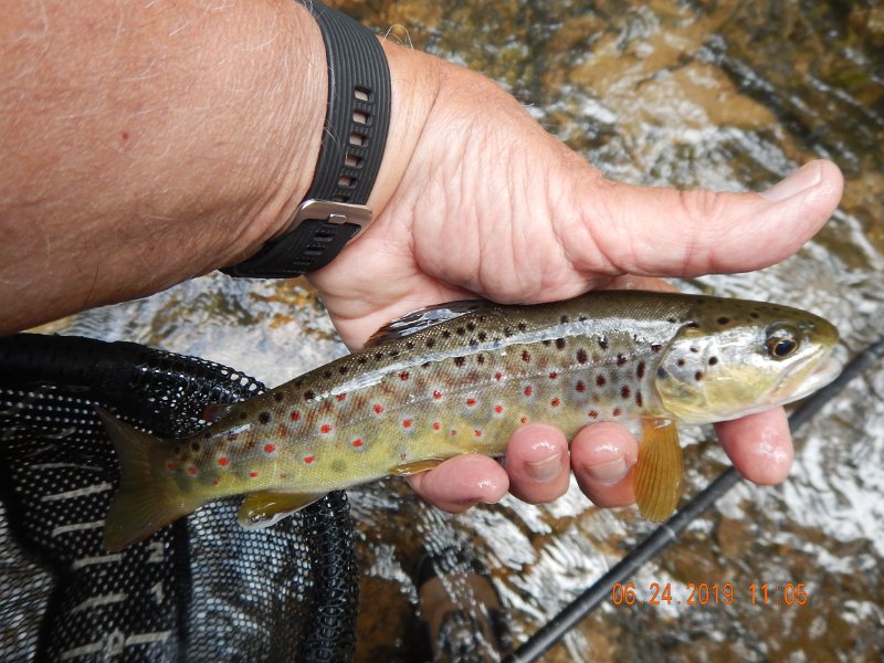 DSCN4374.JPG - Then I got another pretty brown.