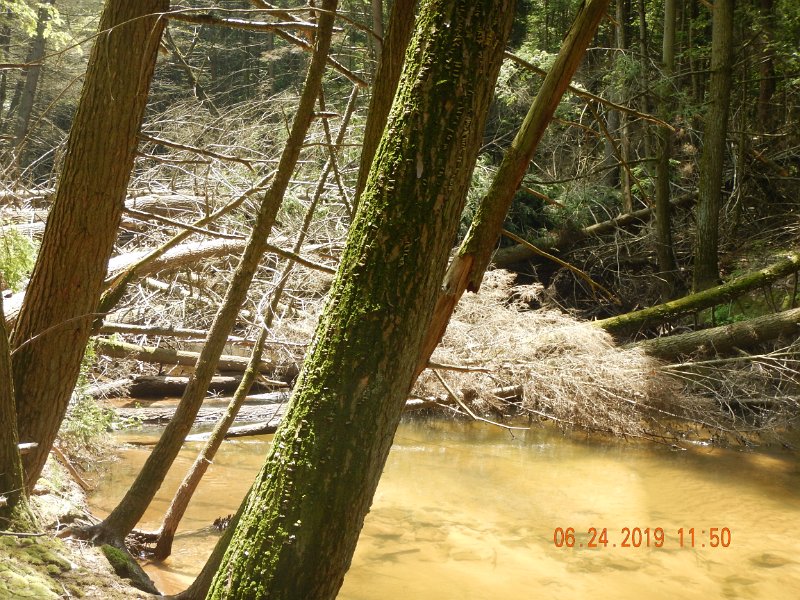 DSCN4378.JPG - It has blocked the stream causing a slow section that must stretch more than 200 yards.  This area used to be riffles and pockets.