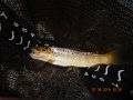 DSCN0523