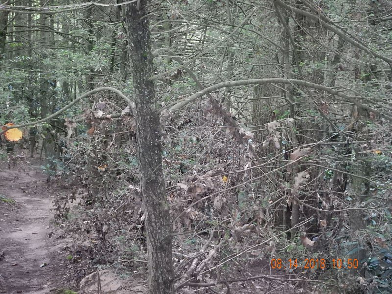 $Clarks Creek-001$.jpg - Here is the debris in a tree.  I'm 6'1" and the debris is over my head.  The water had to be that high!