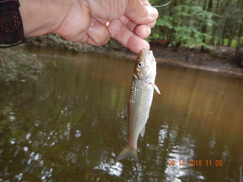 $Clarks Creek-002$.jpg - We started catching fish right away.  Unfortunately, it was not the fish we were looking for.  We caught more chubs than trout today.