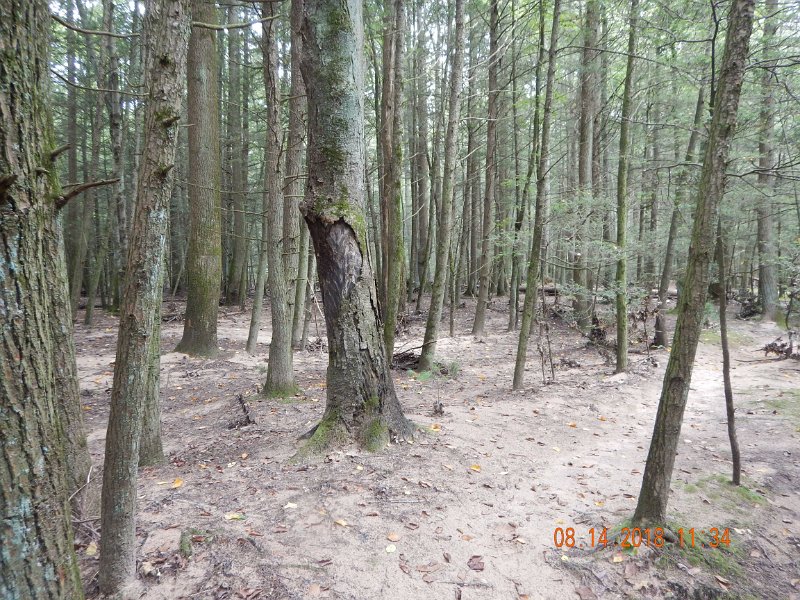 $Clarks Creek-004$.jpg - This section of the forest once had (and will once again) green plants and a leaf cover on the ground.  Now, it's just sand.