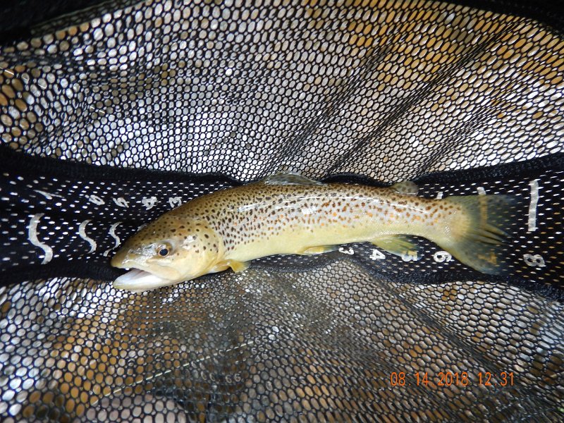 $Clarks Creek-006$.jpg - I caught this brown...just shy of 14 inches.