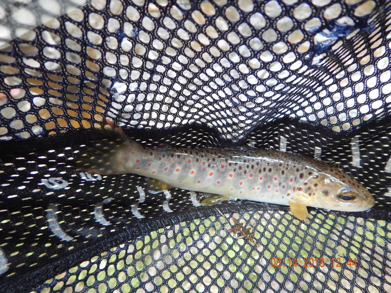 $Clarks Creek-010$.jpg - This is the fish Gary caught.  Pretty spots on this brown.