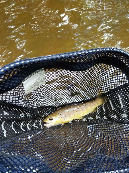 $Clarks Creek-013$.jpg - Gary finished the day with this brown.
