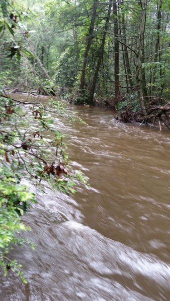 $Clarks Creek-016$.jpg - Second pic showing the water levels.  Didn't realize just how high the water had been.