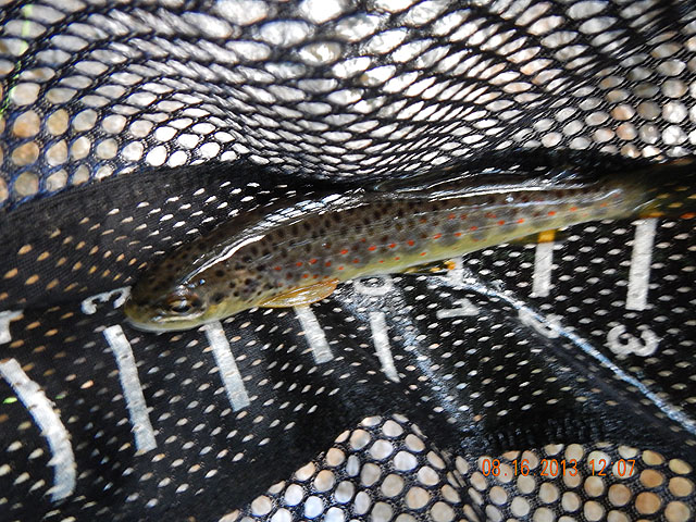 DSCN0013.jpg -                                Too pretty for a stocked trout.