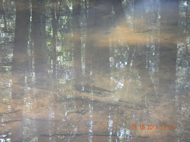 DSCN0018.jpg -                                Fish were there but they were not eating.  Hell they weren't even moving.