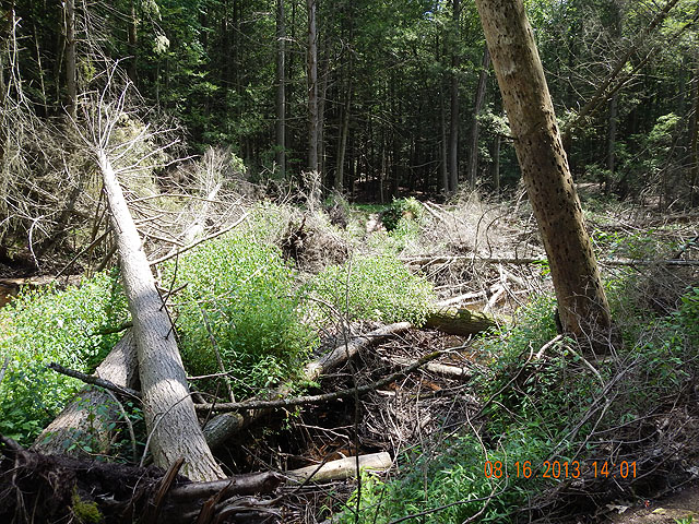 DSCN0020.jpg -                                Windfalls nearly have the stream blocked in one area