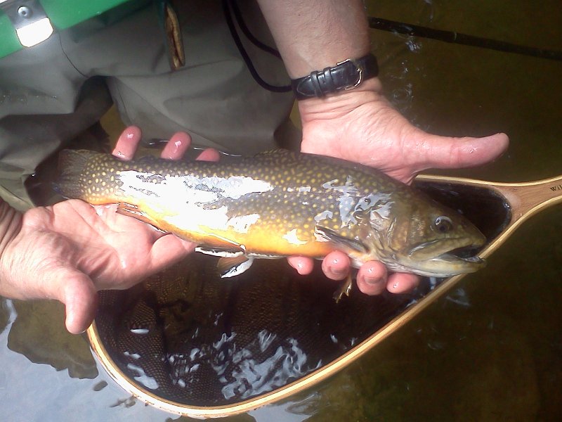 0817121134.jpg - This was a monster for Clarks.  Obviously a stocked fish but nice none the less!