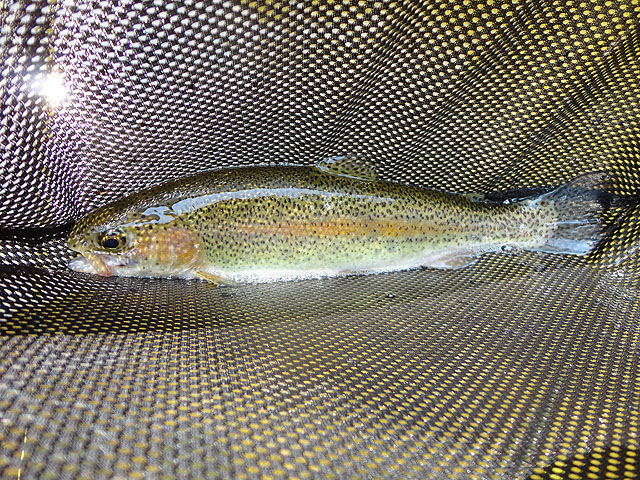 DSC01086.jpg - With this rainbow, the first brook and a brown I had a hat trick today...Cool                               
