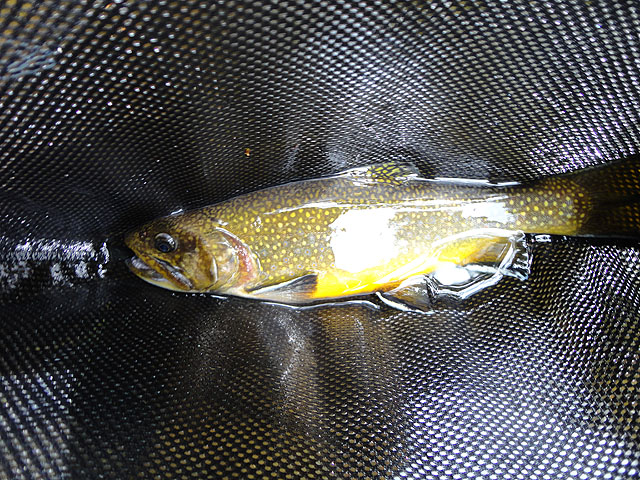 DSC01110.jpg - A colorful Brook Trout but a lousy picture.                               