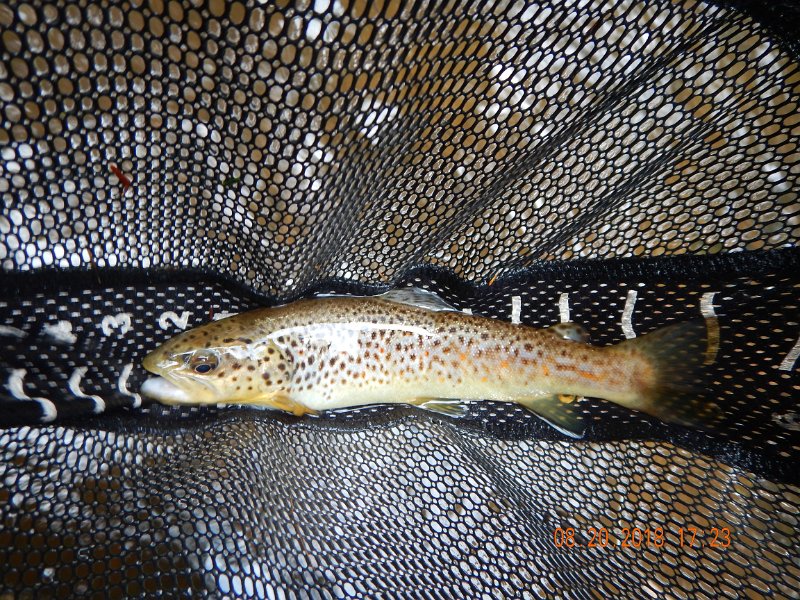 $Clarks Creek-005$.jpg - Here it is.  Nothing big but a trout nonetheless.