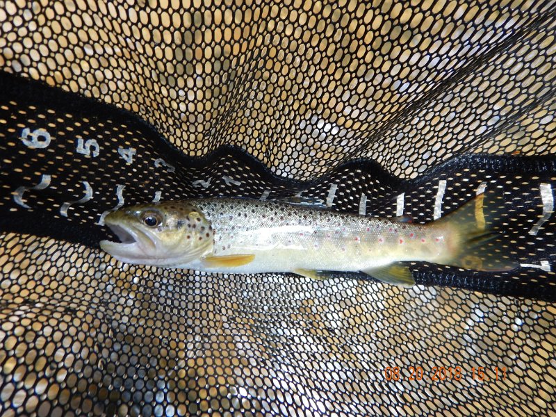 $Clarks Creek-008$.jpg - Here's the first fish.  Didn't get many today.  Just happy I got what I did.