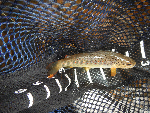 DSCN0428.jpg -                                Only trout that came to the net