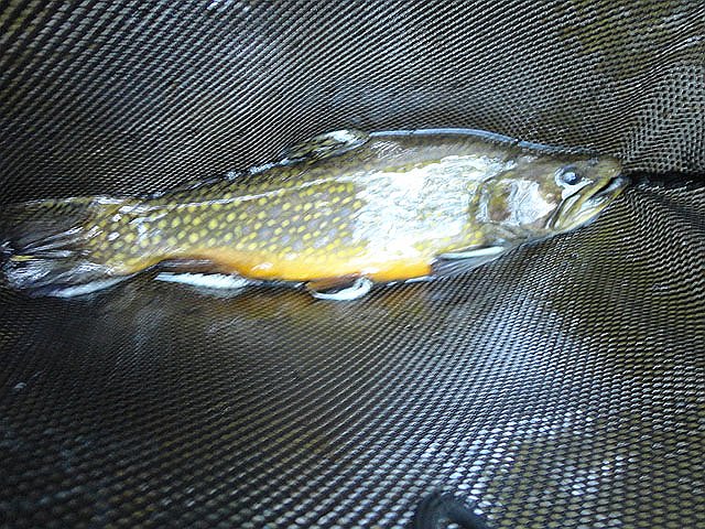 DSC01144.jpg -                                My first brookie.  Looked like an older fish.  Had a blueberry mouth.
