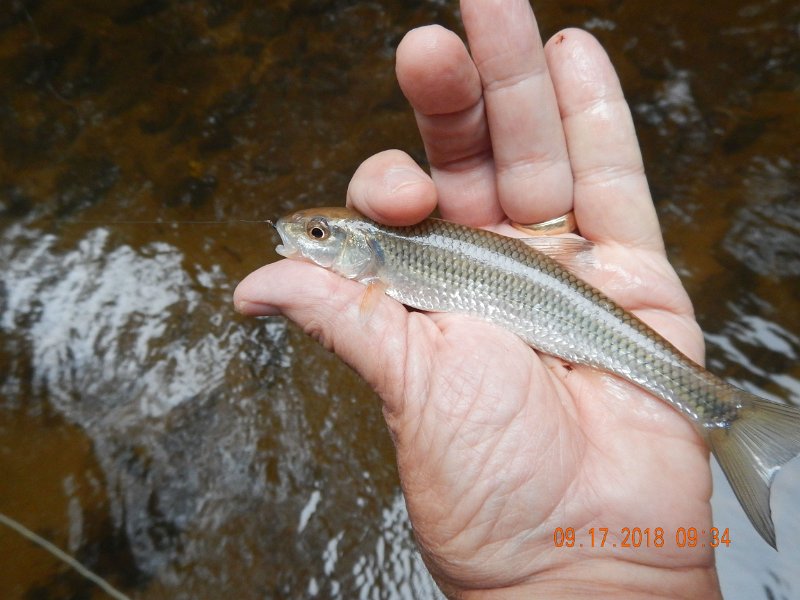 $ClarksCreek004$.jpg - These guys wouldn't leave my dry flies alone.
