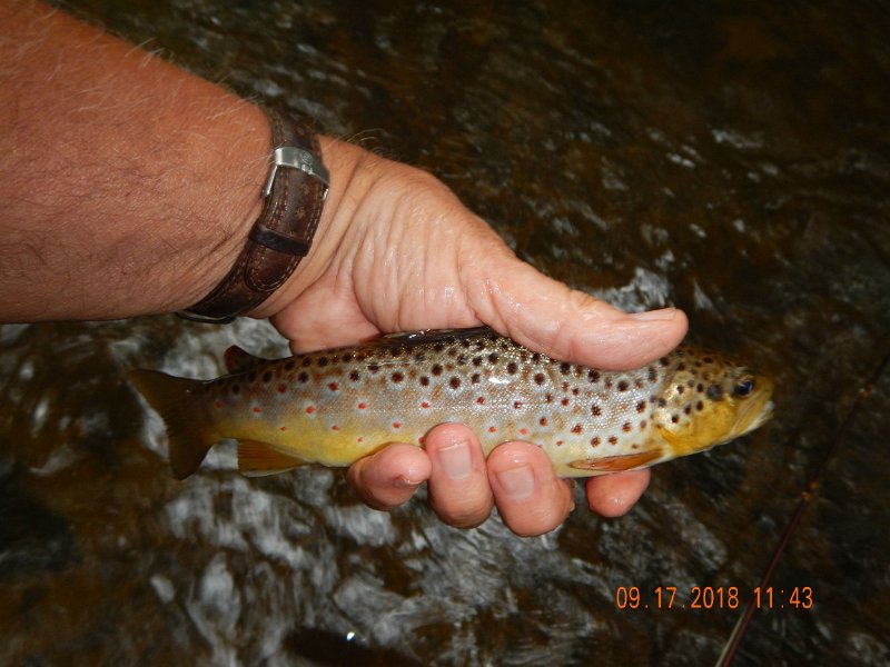 $ClarksCreek011$.jpg - This pretty brown took a dry.