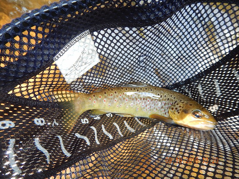 $ClarksCreek006$.jpg - Gary got the first trout. Nice brown.