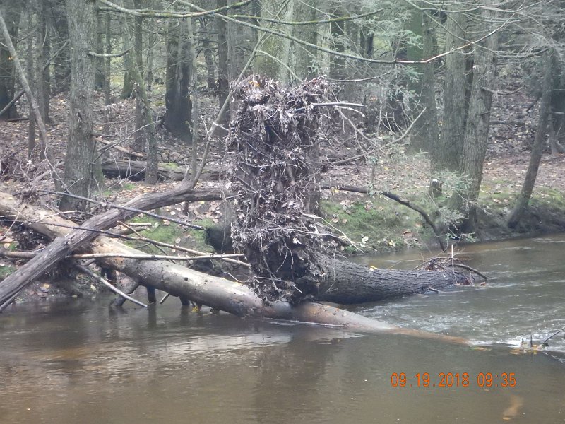 $ClarksCreek011$.jpg - Just an idea if how high the flood waters were.  That is debris piled up as high as my head and I am on the bank of the stream.