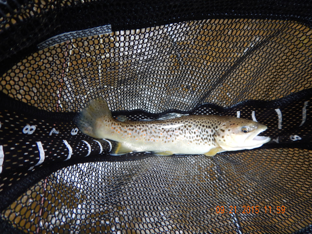 DSCN0619.jpg -                                Browns and brookies are here with most in the 12 to 17 inch category.