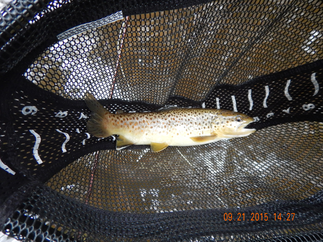 DSCN0622.jpg -                                I, however did OK.  Nothing to write home about but I got me limit.
