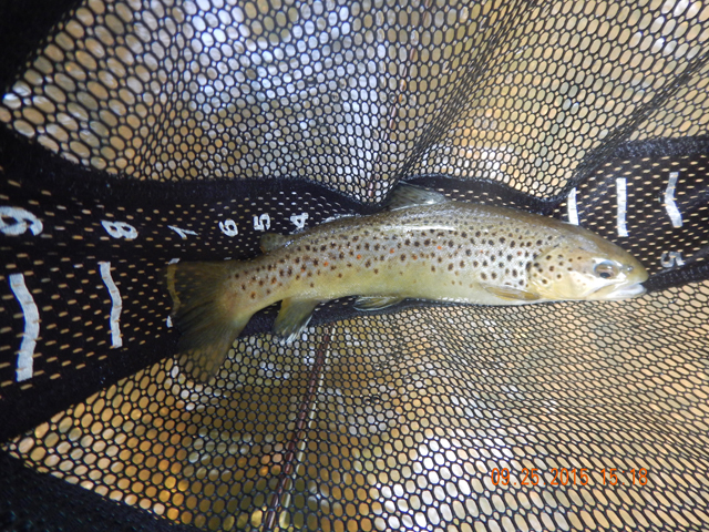 DSCN0631.jpg -                                Then, after trying several larger flies with no luck, I downsized and started to do pretty well.