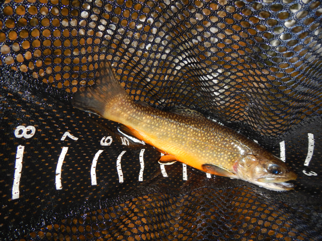 DSCN0460.jpg -                                'bout a 9 inch brookie.  Looks like a wild trout but could be a long hold over.