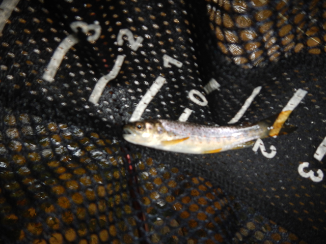 DSCN0465.jpg -                           Little 3 inch native caught in one of the few riffles I could locate.     
