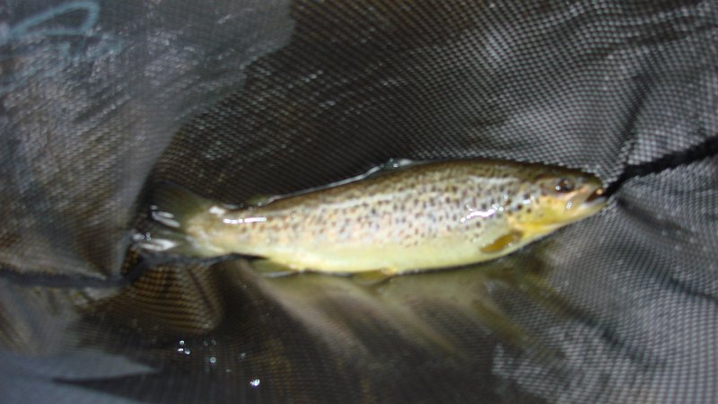 Trout1.JPG