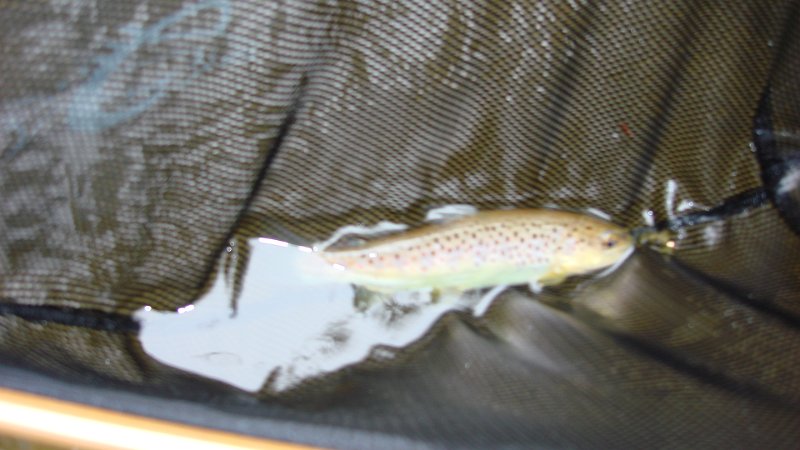 Trout3.JPG