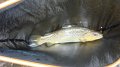 Trout2